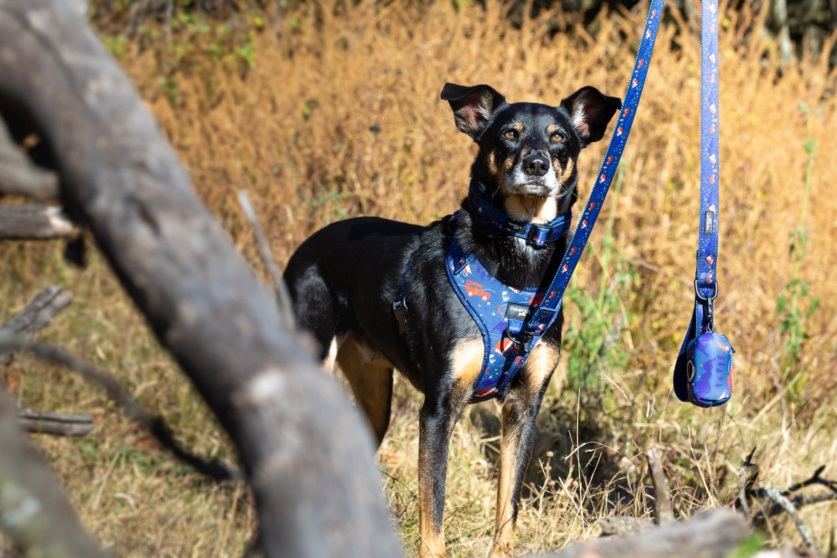 Adventure is Out There Leash