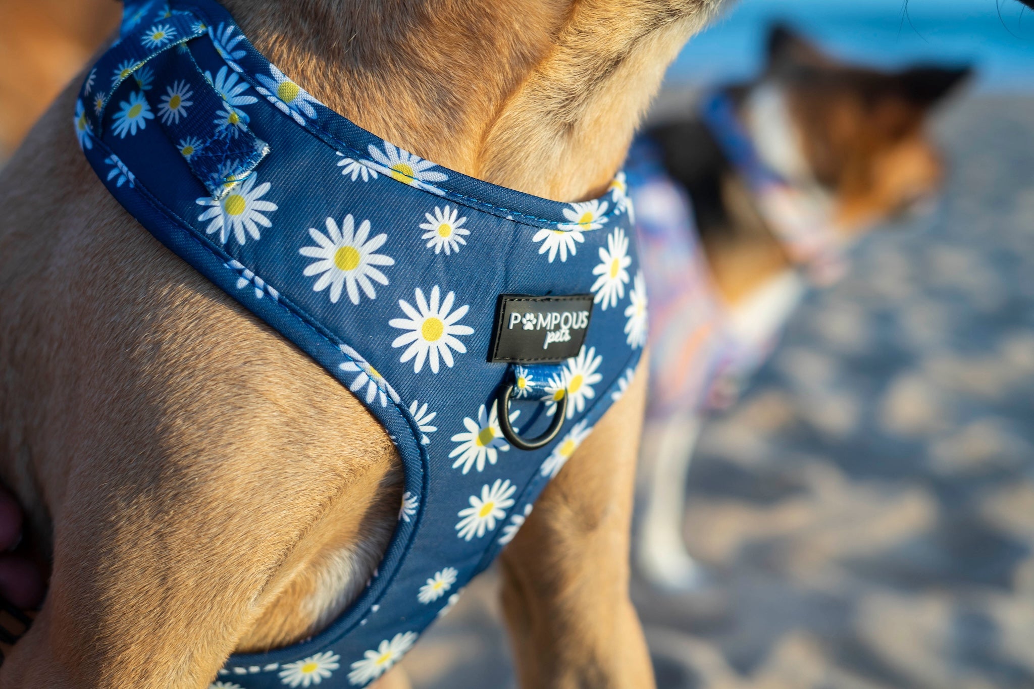 Pompous Pets South Africa Pompous Pets SA