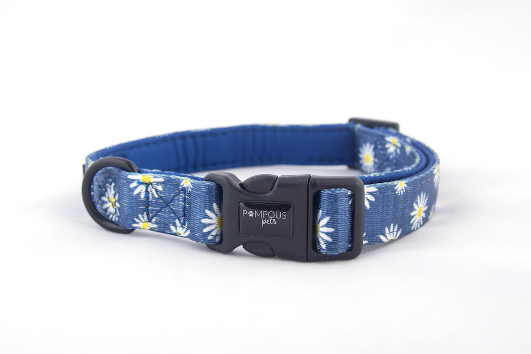 Daisy dog collar and leash clearance