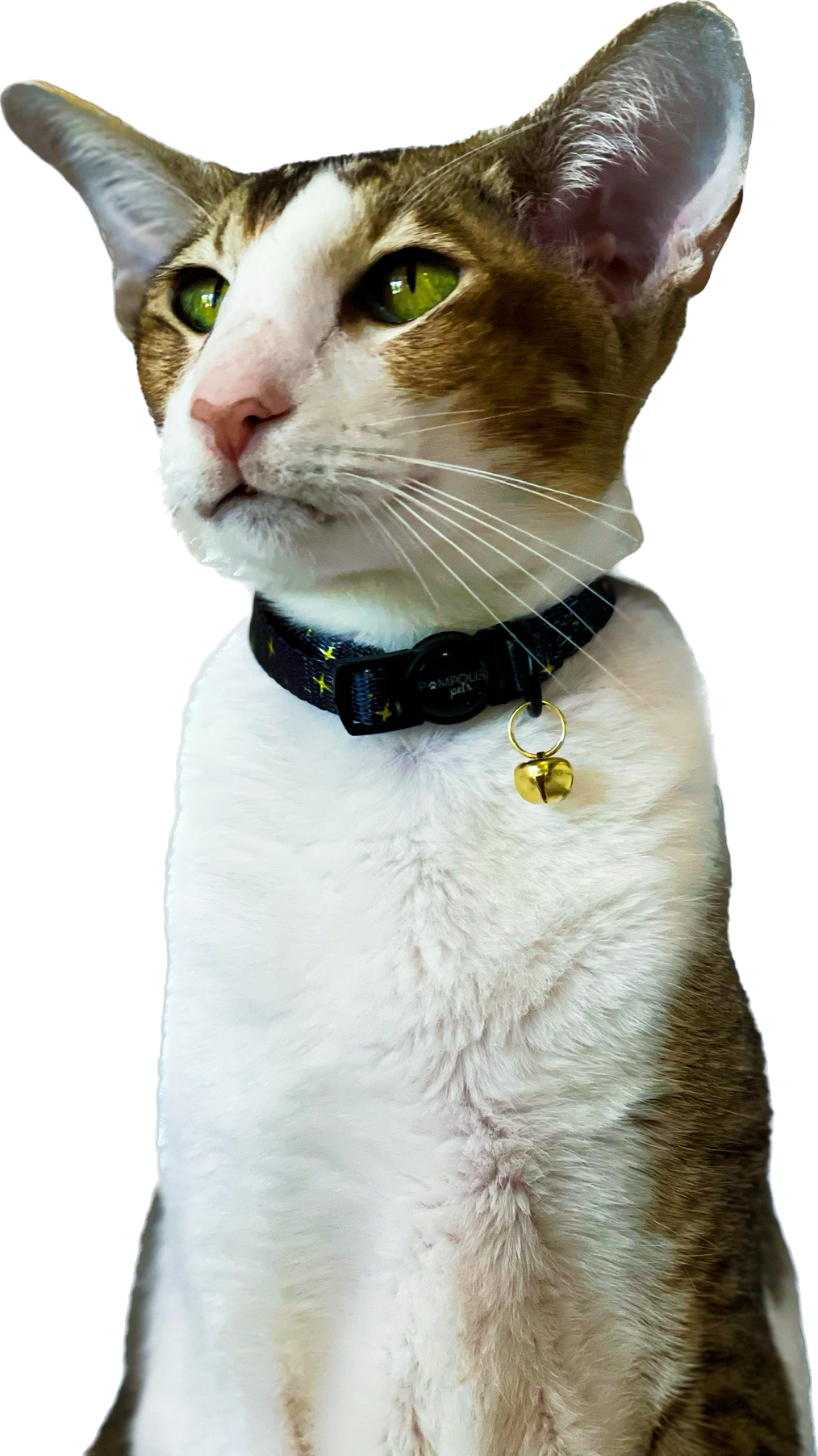 Onyx Stella Cat Collar