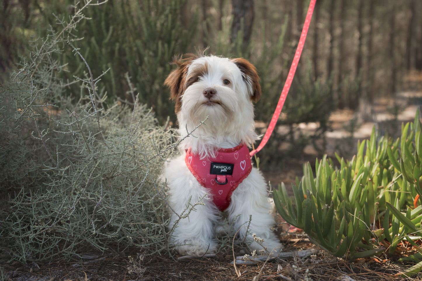 Fuurever Love Adjustable Dog Harness