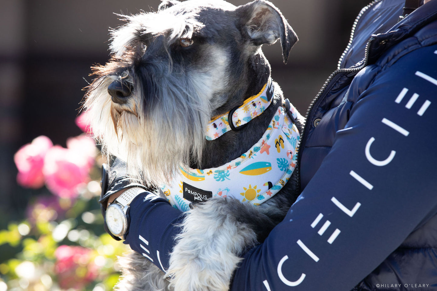 Life's A Beach Dog Collars