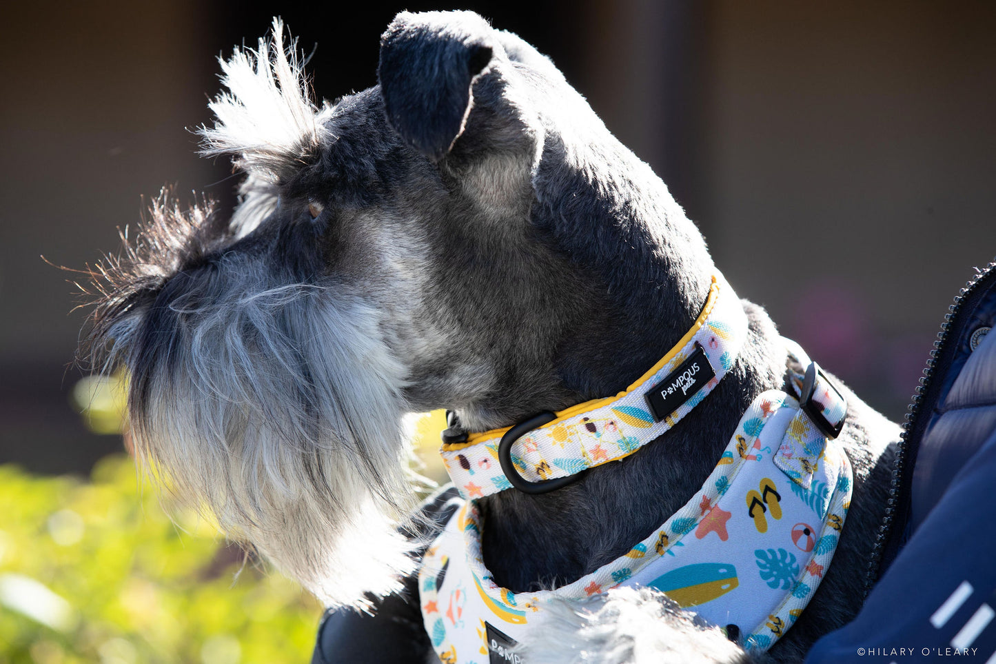 Life's A Beach Dog Collars