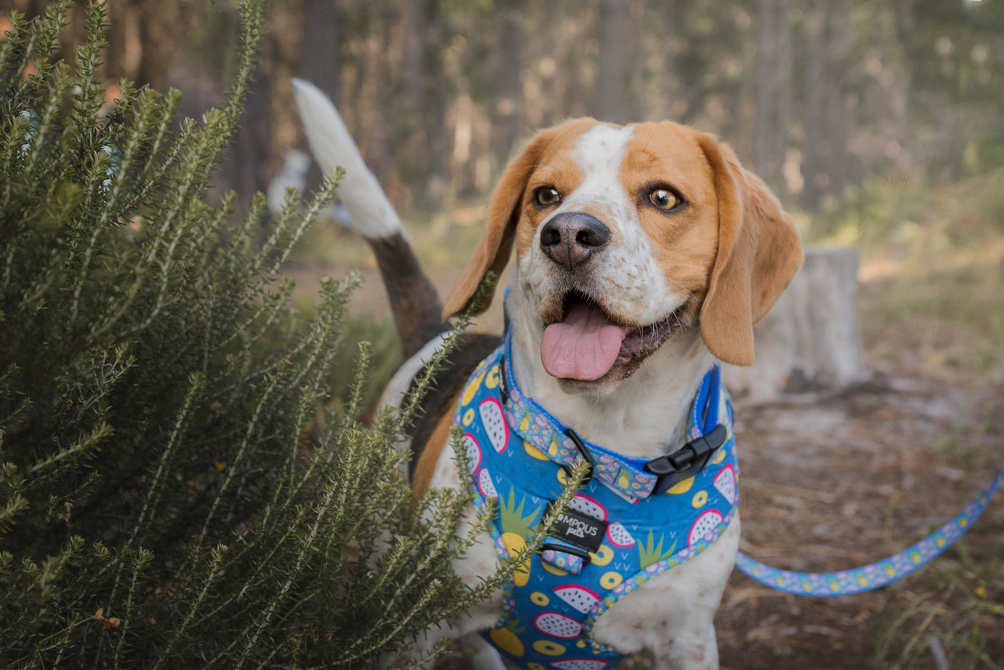 Pineapawlicious Dog Leash