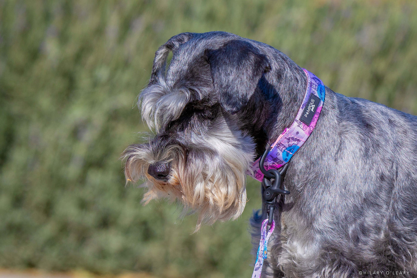 Unicorns Are Real Dog Collars